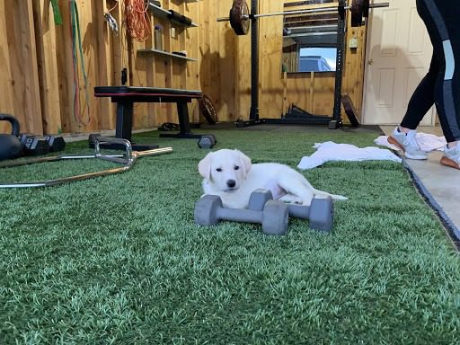 Home gym puppy