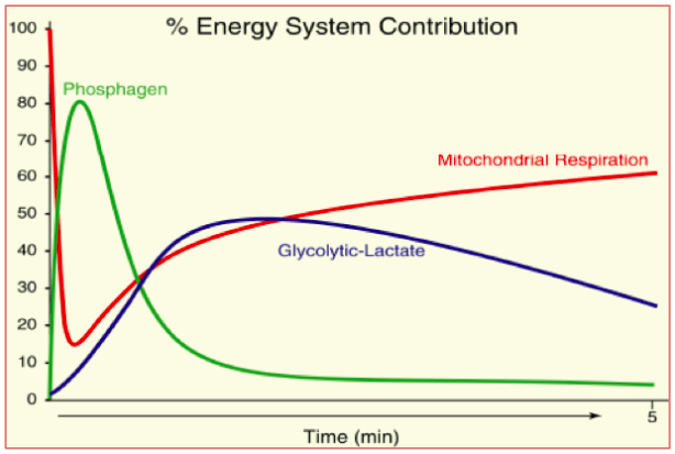 Everything You Need to Know About Energy Systems