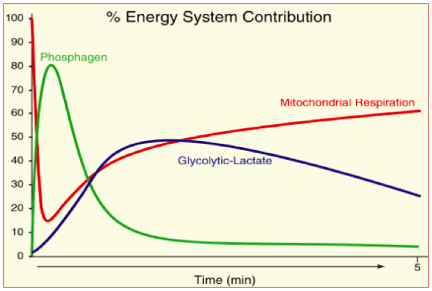 Sport Science Report: Training Energy Systems