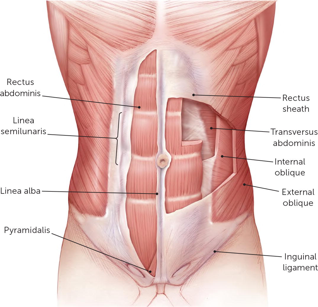 Anatomy of Abs