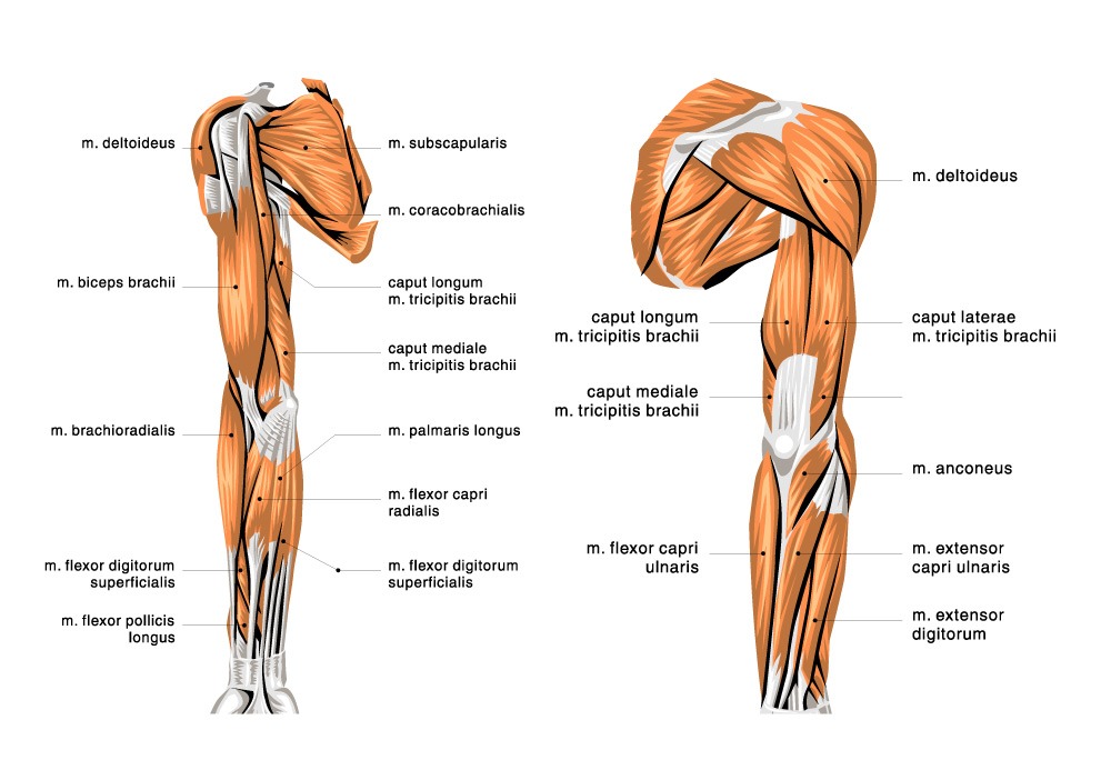 Arnold press - anatomy of the delt