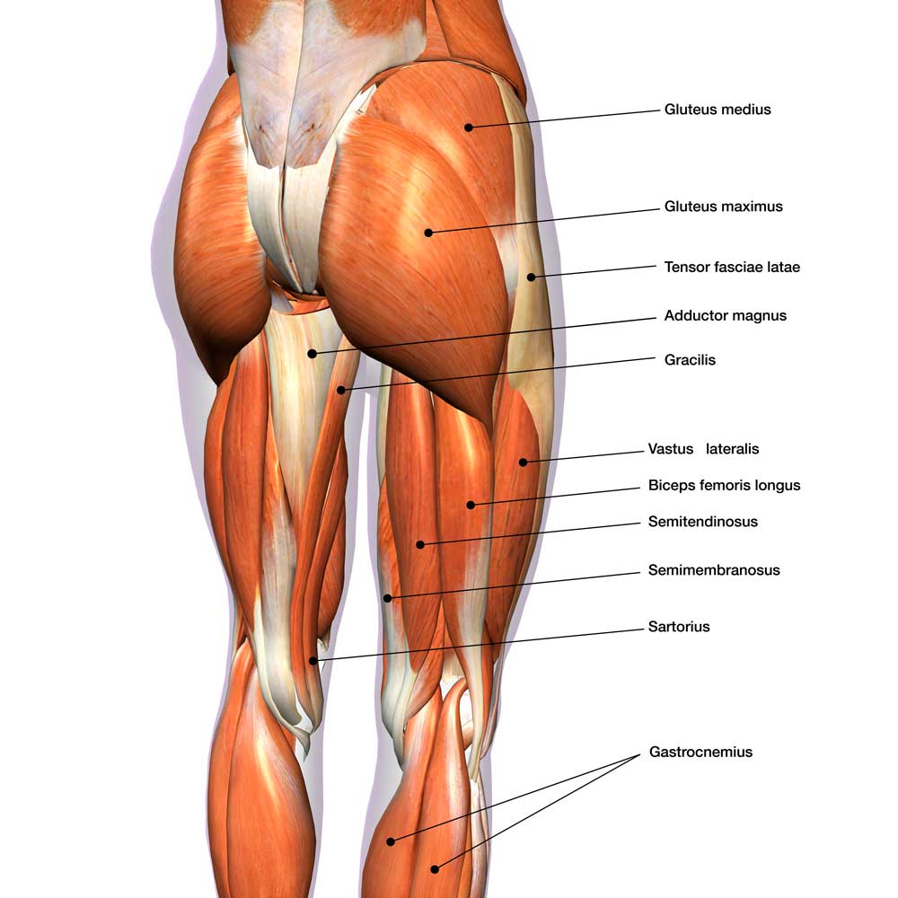 hamstring exercises - hamstring anatomy