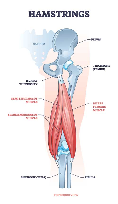 hamstring exercises - hamstring anatomy