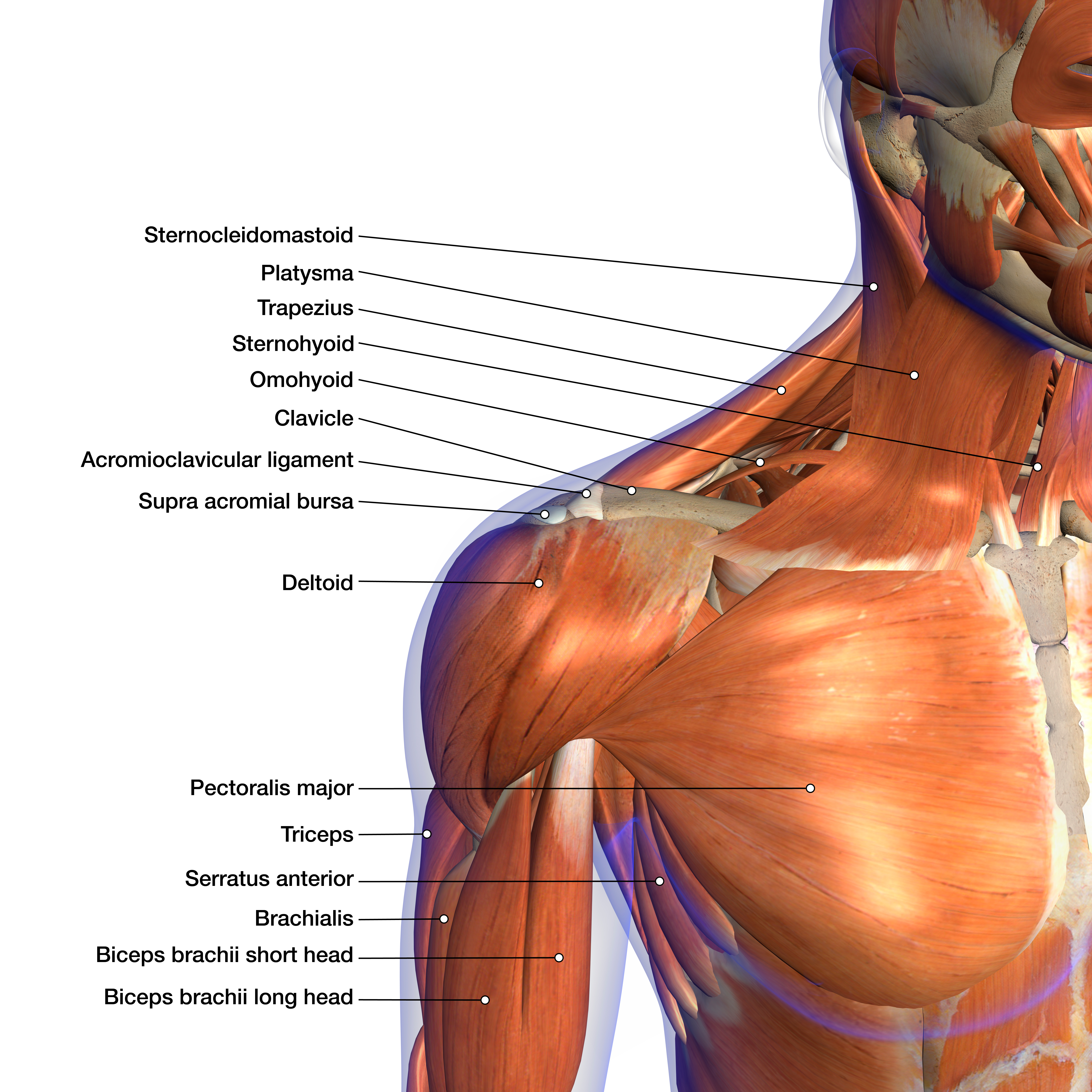 Labeled Anatomy Chart of Neck and Shoulder Muscles on White Back