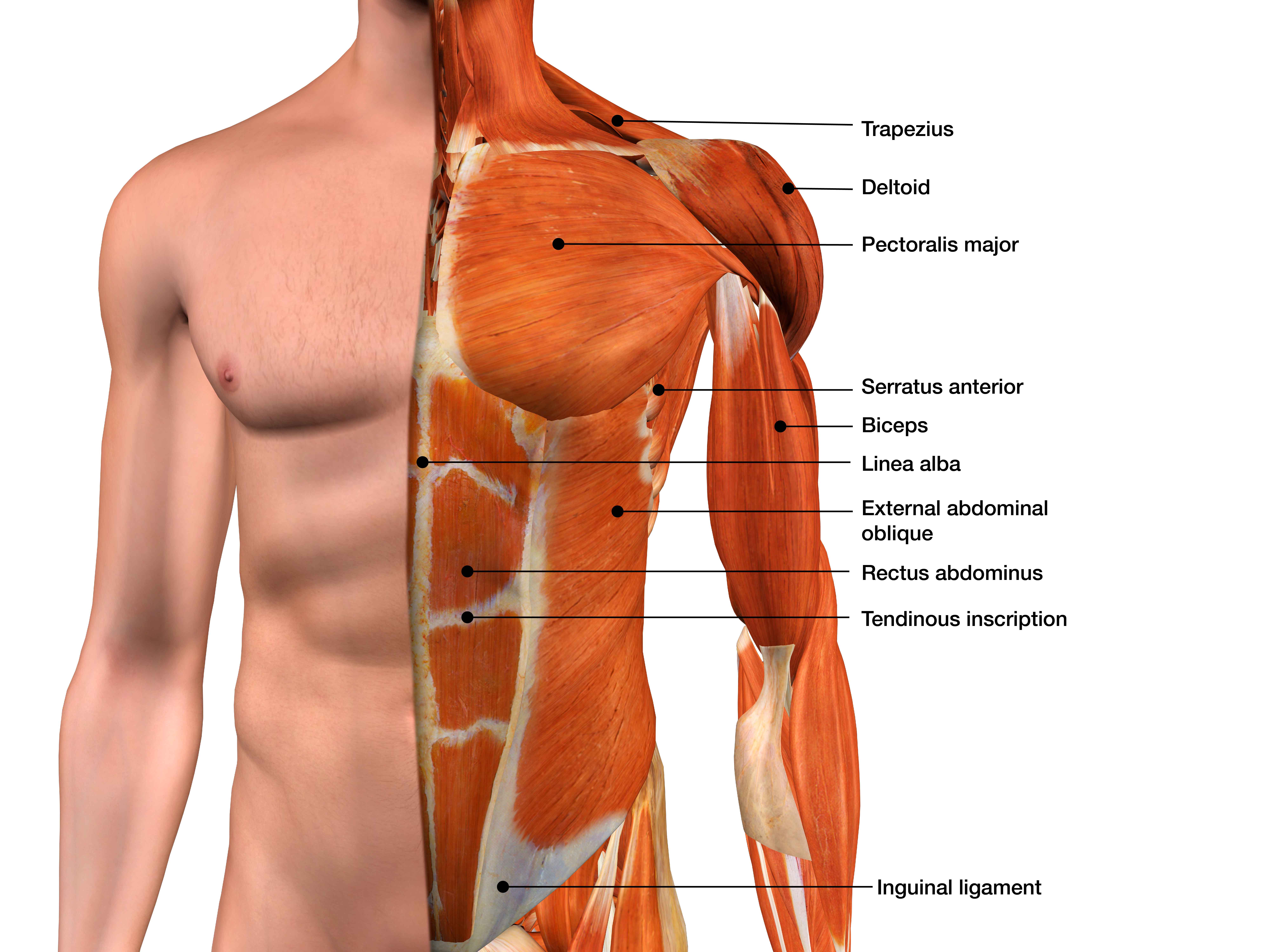 Части тела на груди. Мужская грудь анатомия. Мышцы. Строение груди мужчины. Строение мышц мужской груди.