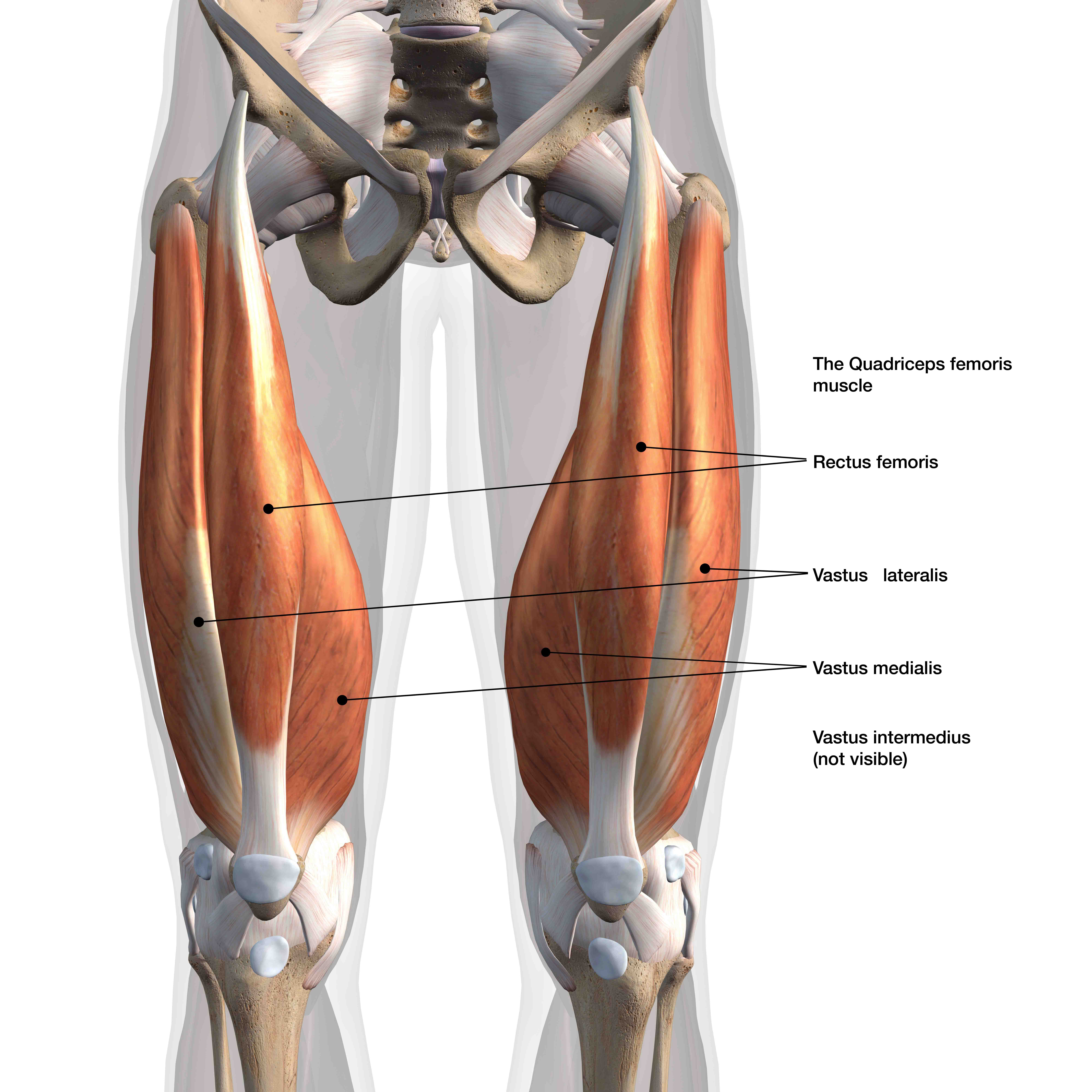 Anterior Quadriceps Muscles Labeled