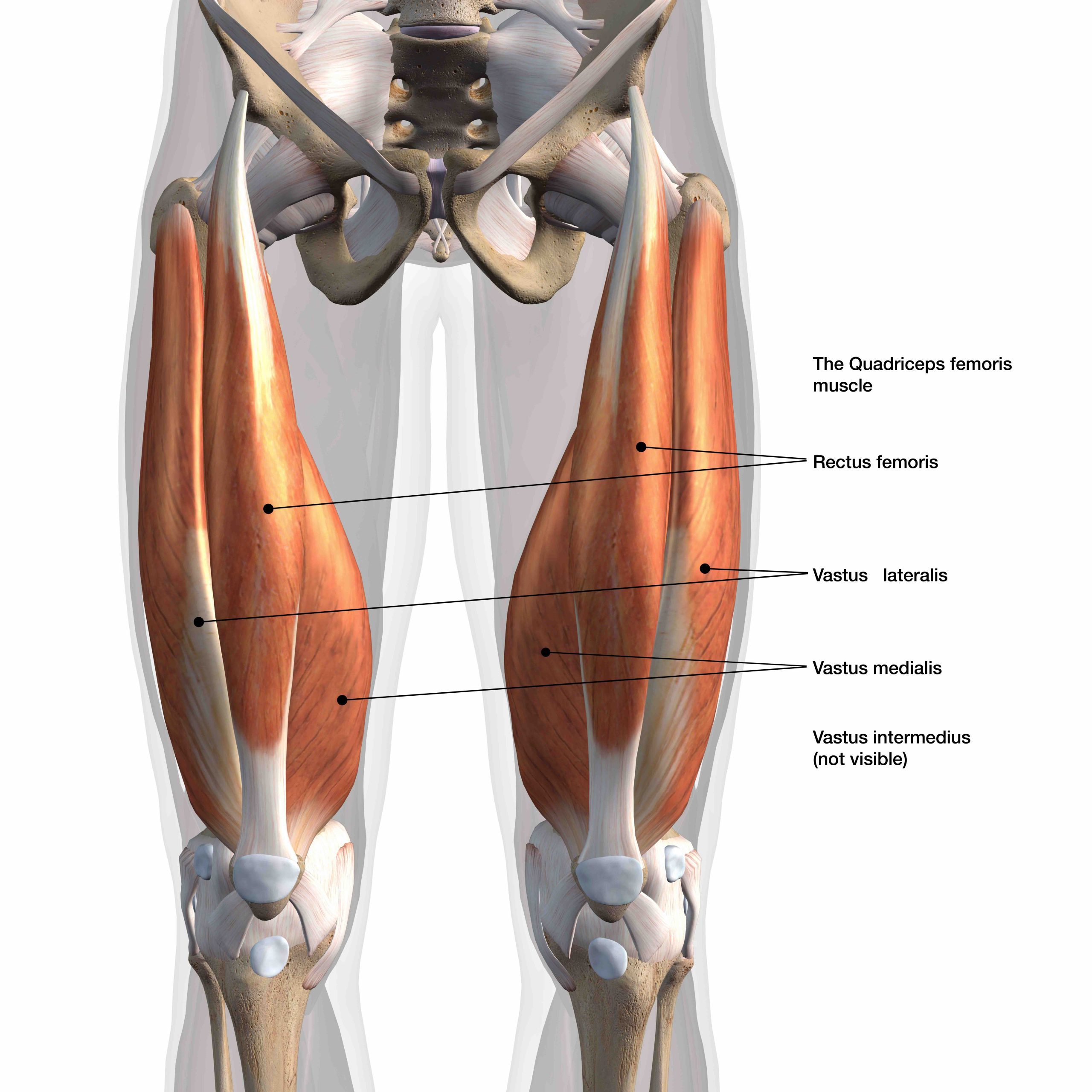 Anterior Quadriceps Muscles Labeled