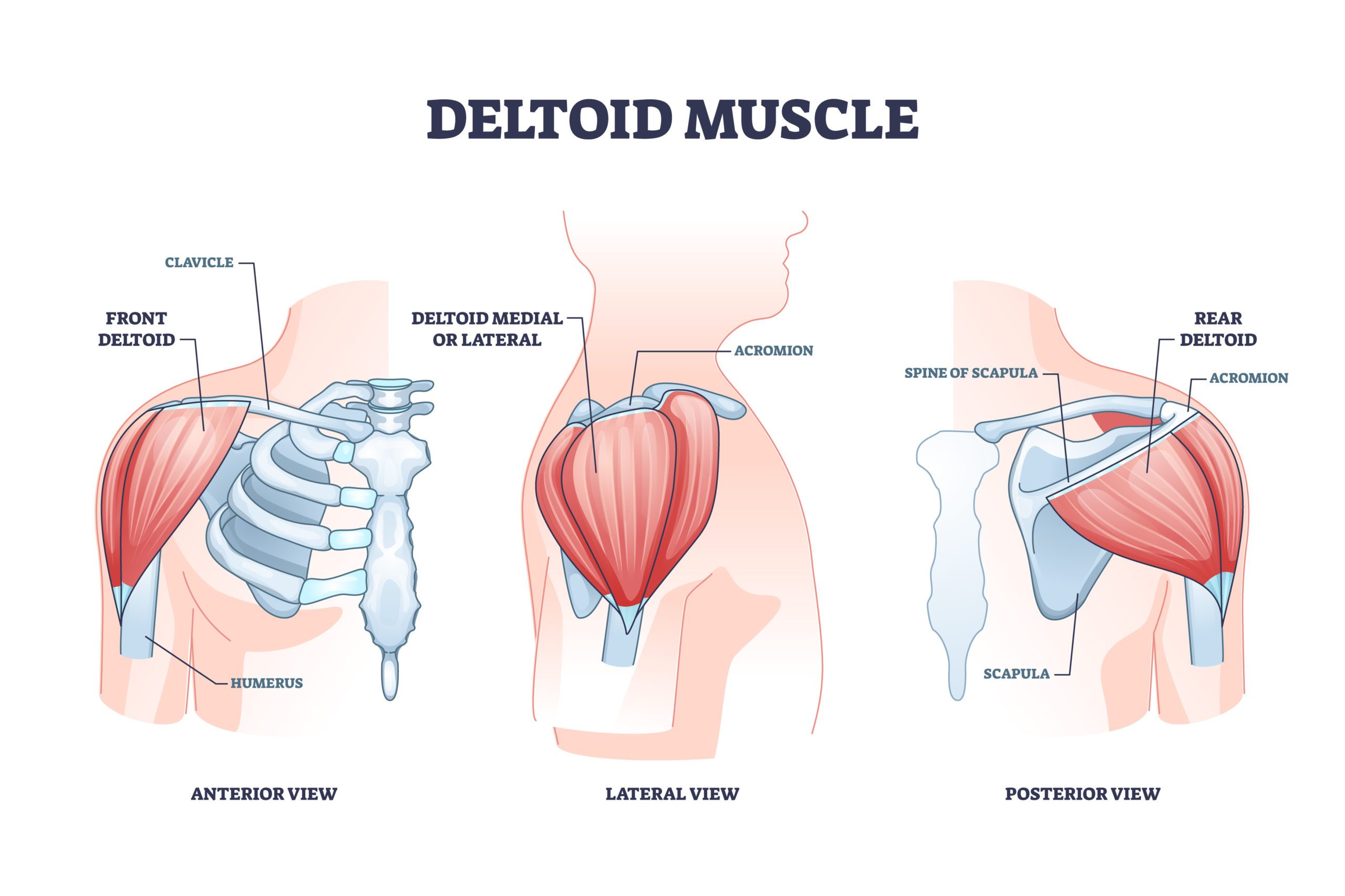 Deltoid muscle and skeletal shoulder anatomical structure