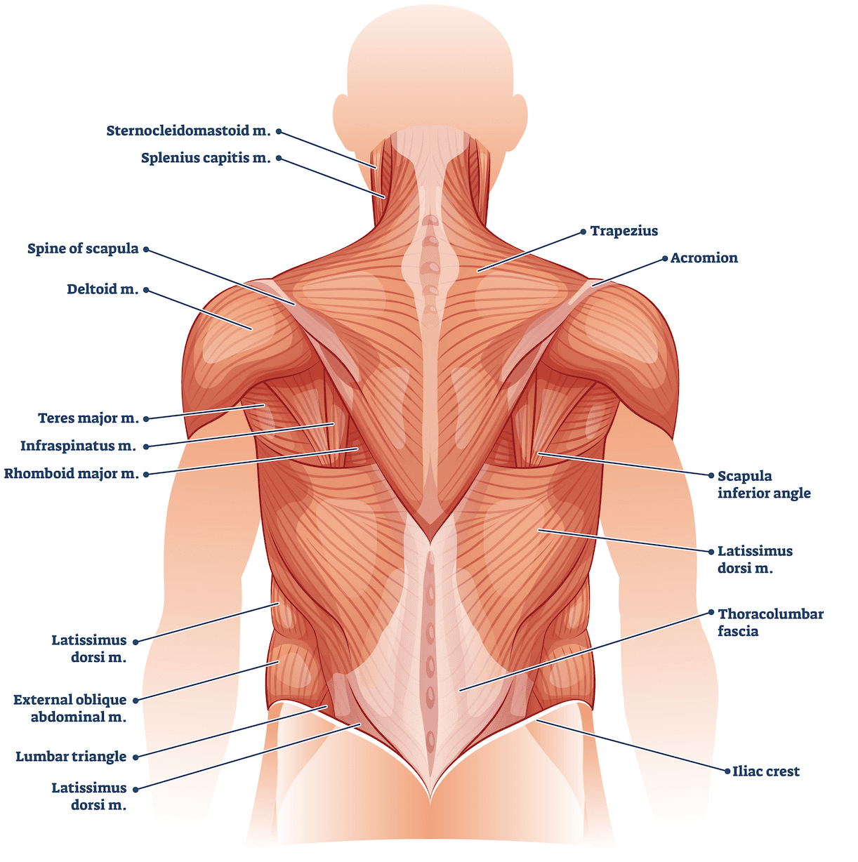 Back Muscle Anatomy