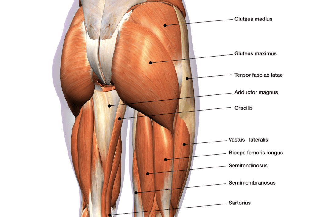 RDL Muscles Worked