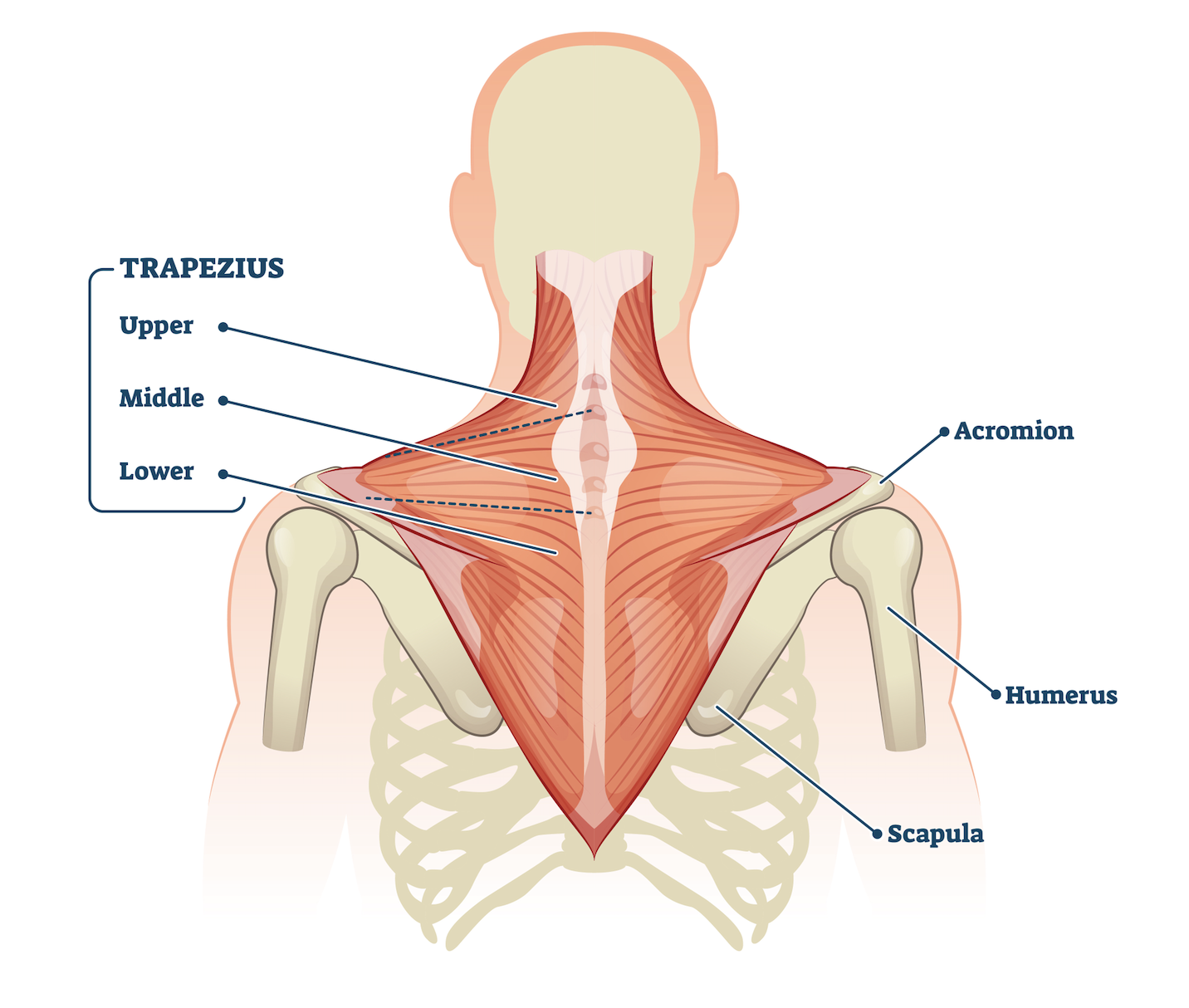 Trapezius back muscles anatomy