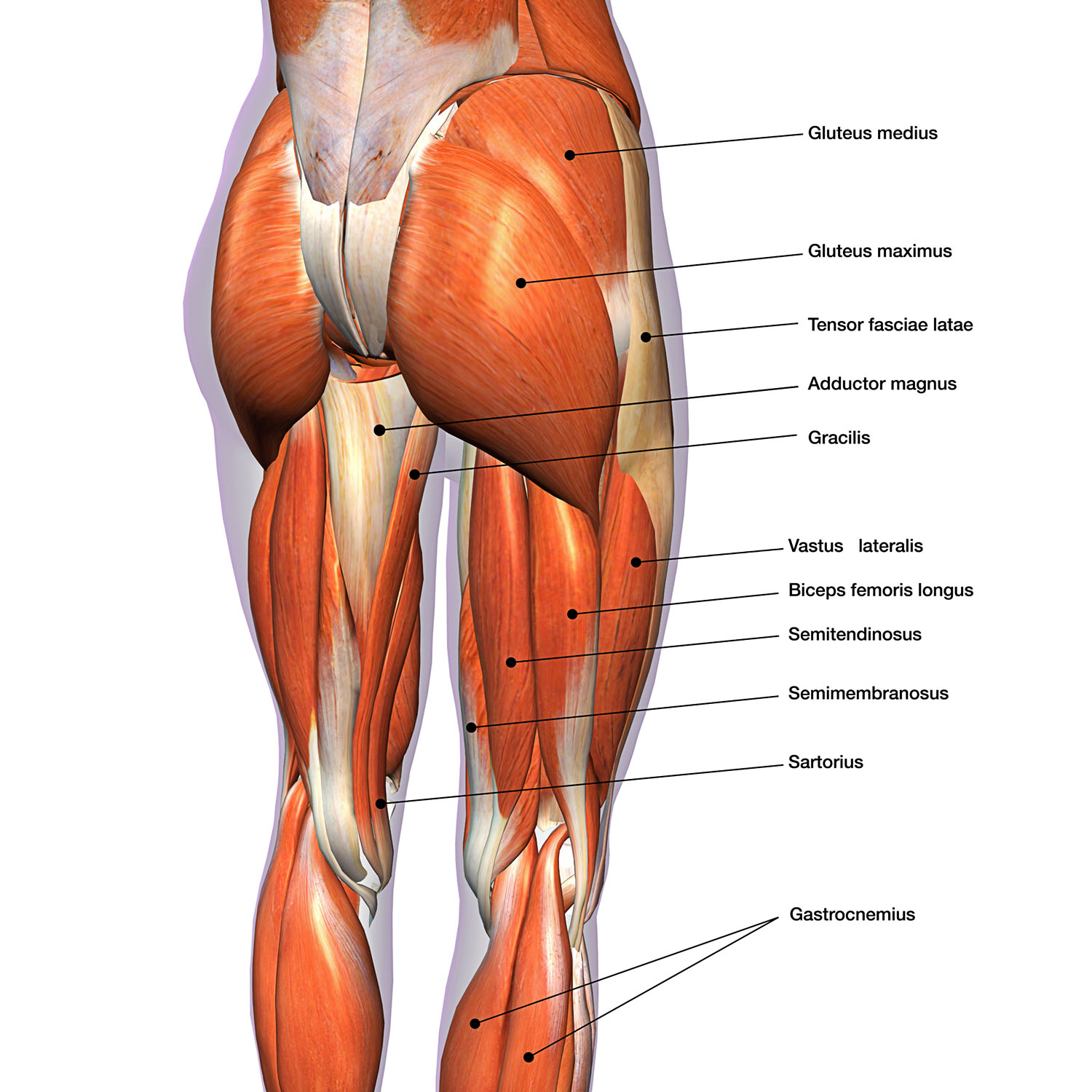 Glute, hip, and leg muscles drawn and labeled. Glute muscles used in lunges