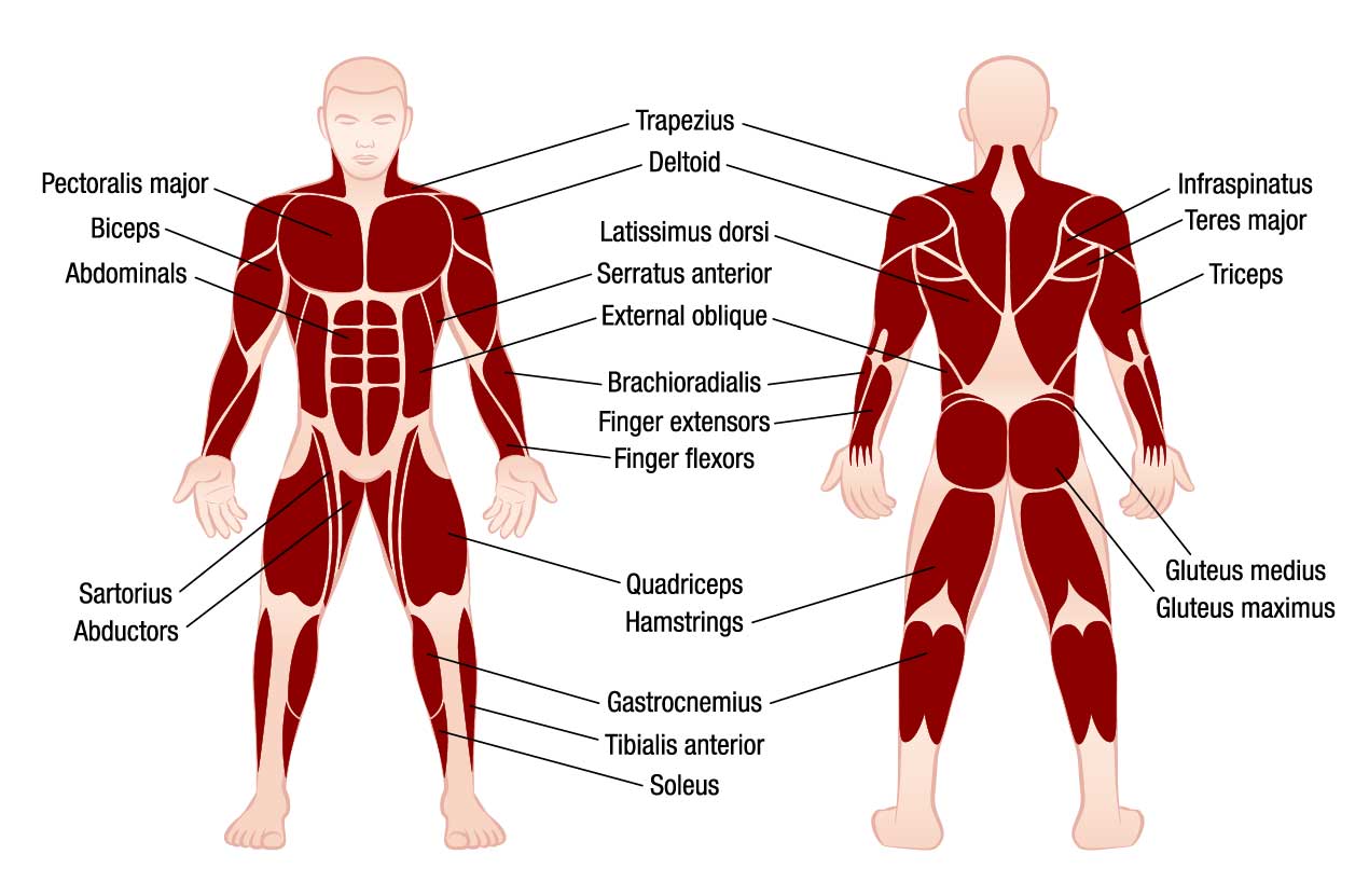 posterior chain anatomy labeled musculature