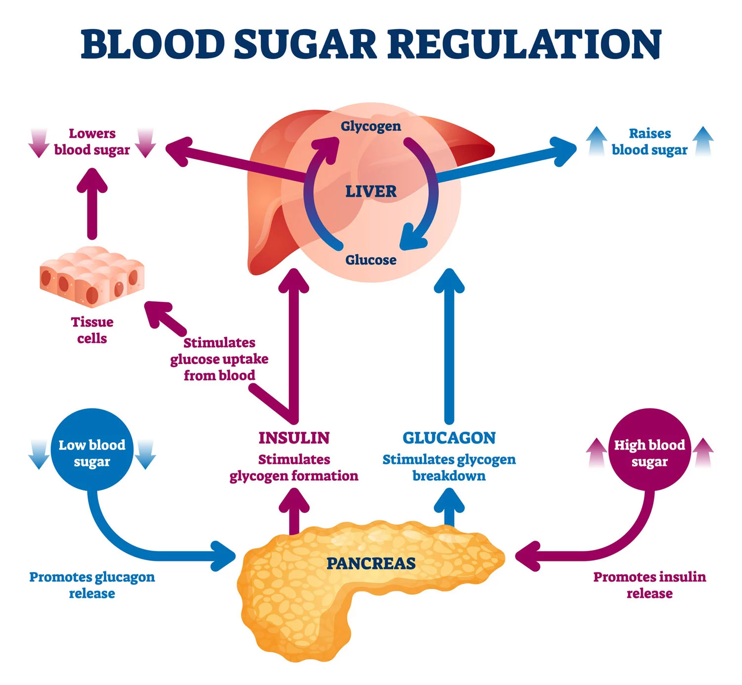 blood sugar regulation diagram for nutrition and metabolic health