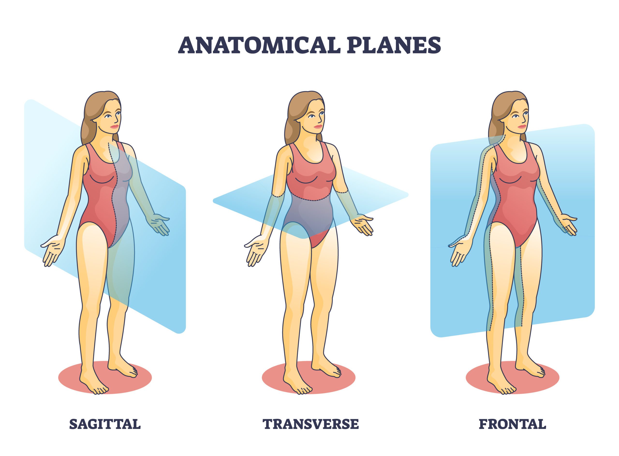 Anatomical planes examples for medical human body transection outline diagram.