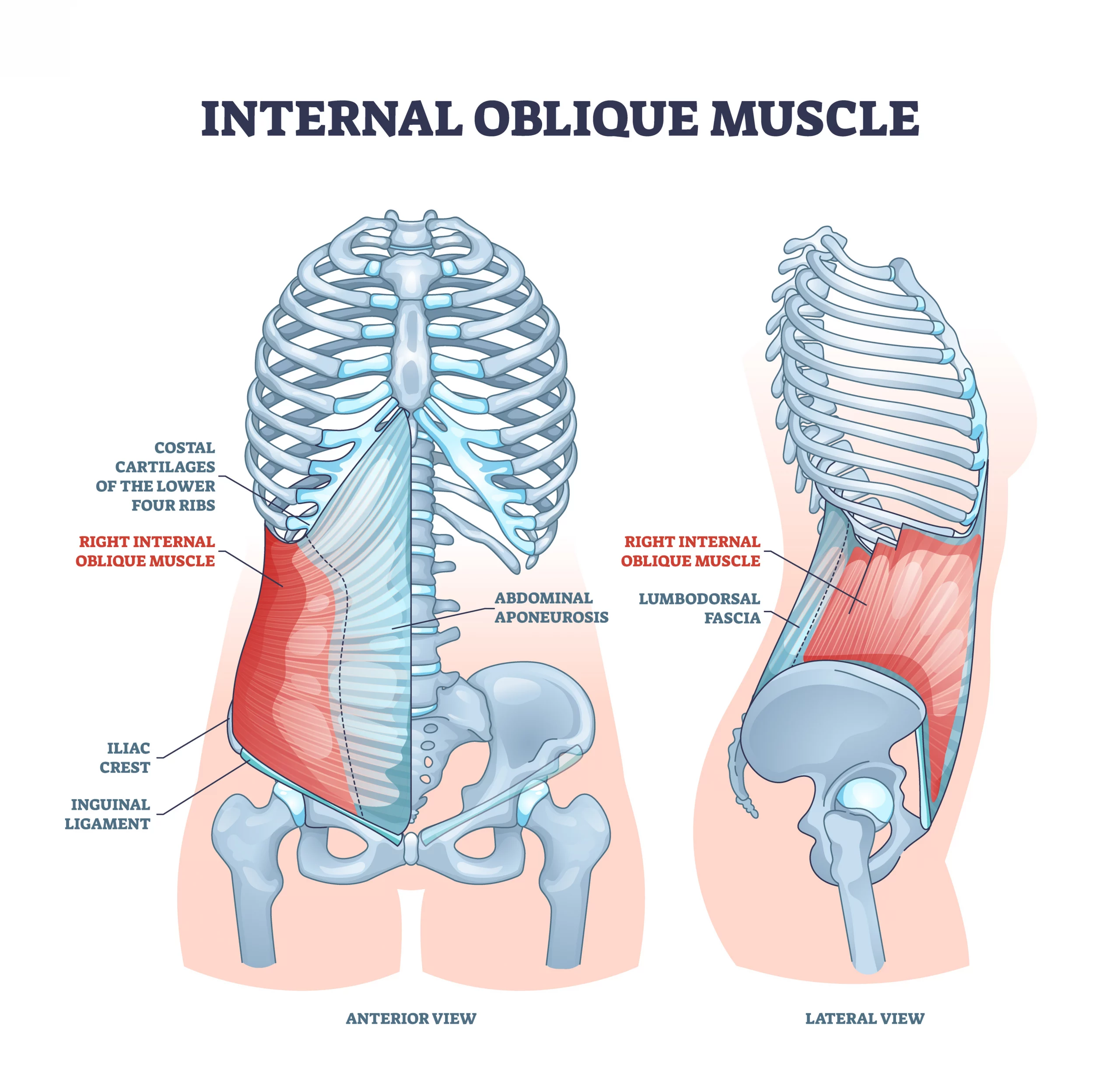 Internal oblique muscle with ribcage muscular system anatomy outline diagram. Labeled educational scheme with ribs costal cartilages, aponeurosis, iliac crest and inguinal ligament vector illustration