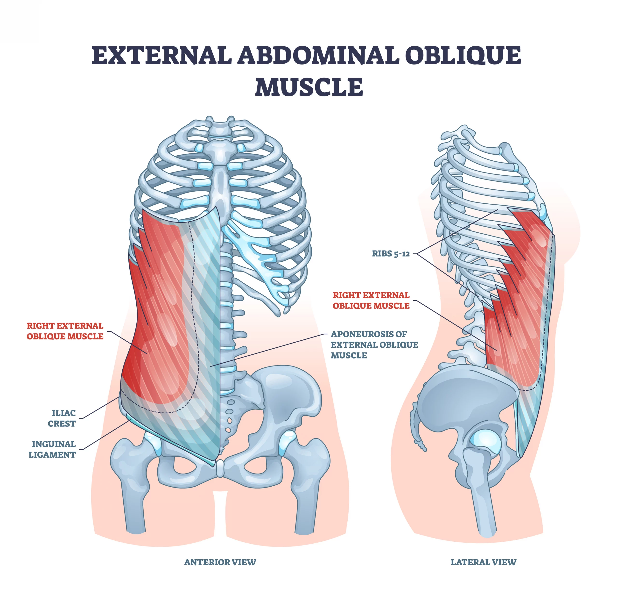 External abdominal oblique muscle with human ribcage bones outline diagram. Labeled educational scheme with hip iliac crest, inguinal ligament and aponeurosis anatomical location vector illustration.