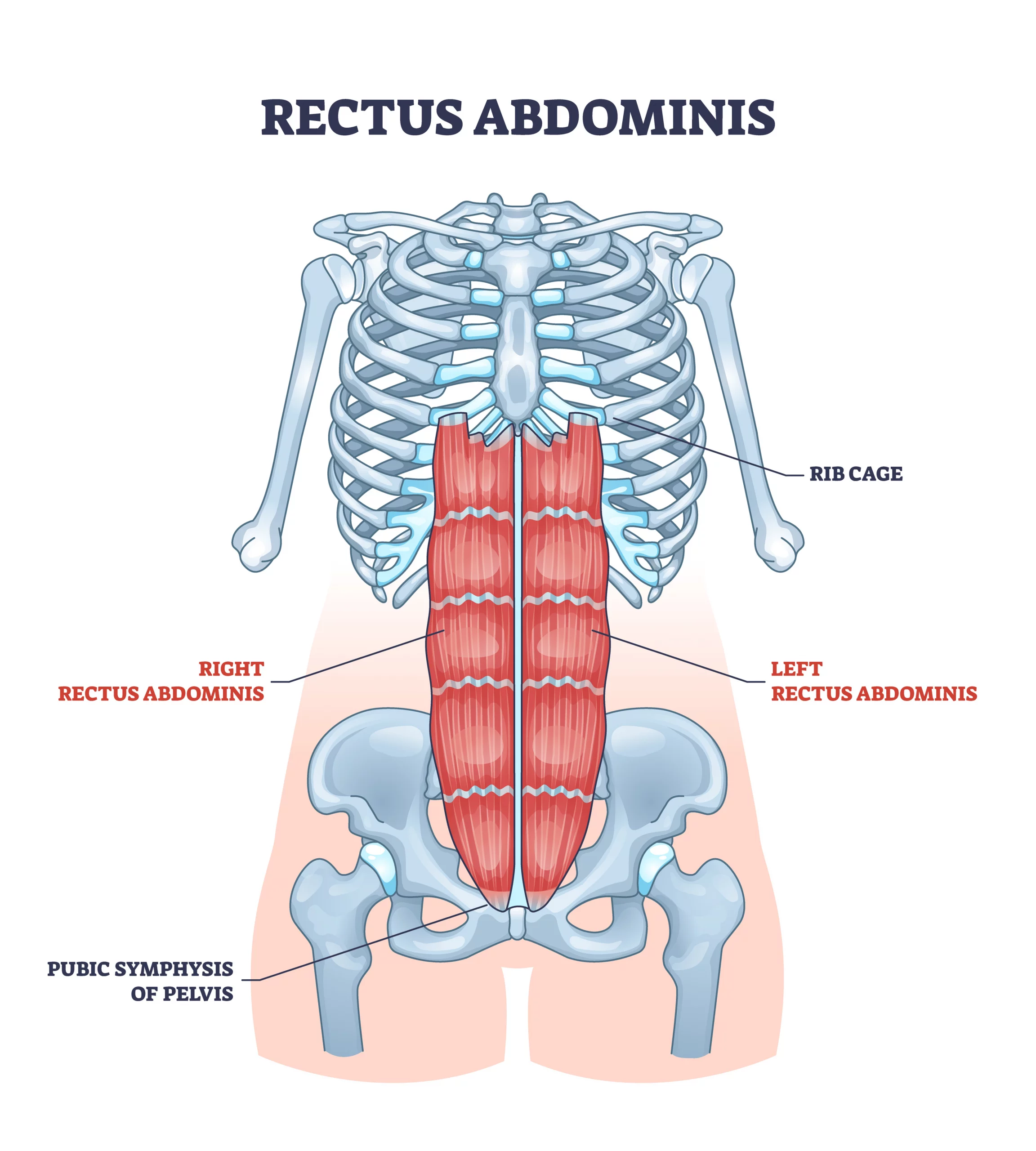 Rectus abdominis or abdominal abs muscular system anatomy outline diagram.