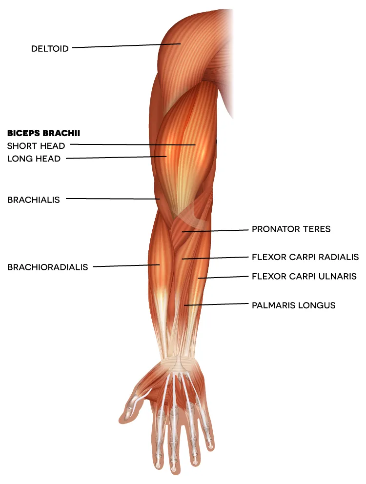 Drawing diagram of anatomy of arm, biceps, and forearm muscles