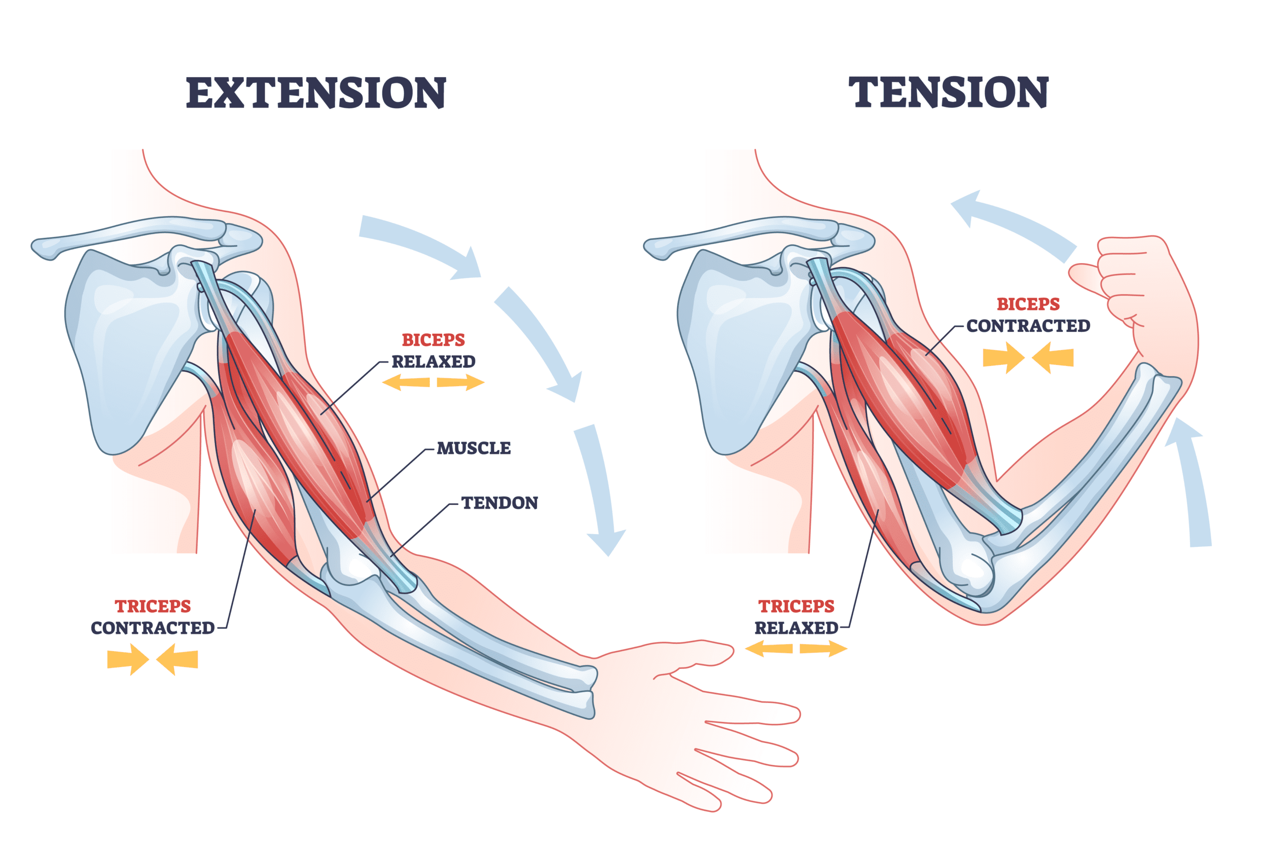 Graphic of anatomy of triceps and biceps in extension and tensions positions