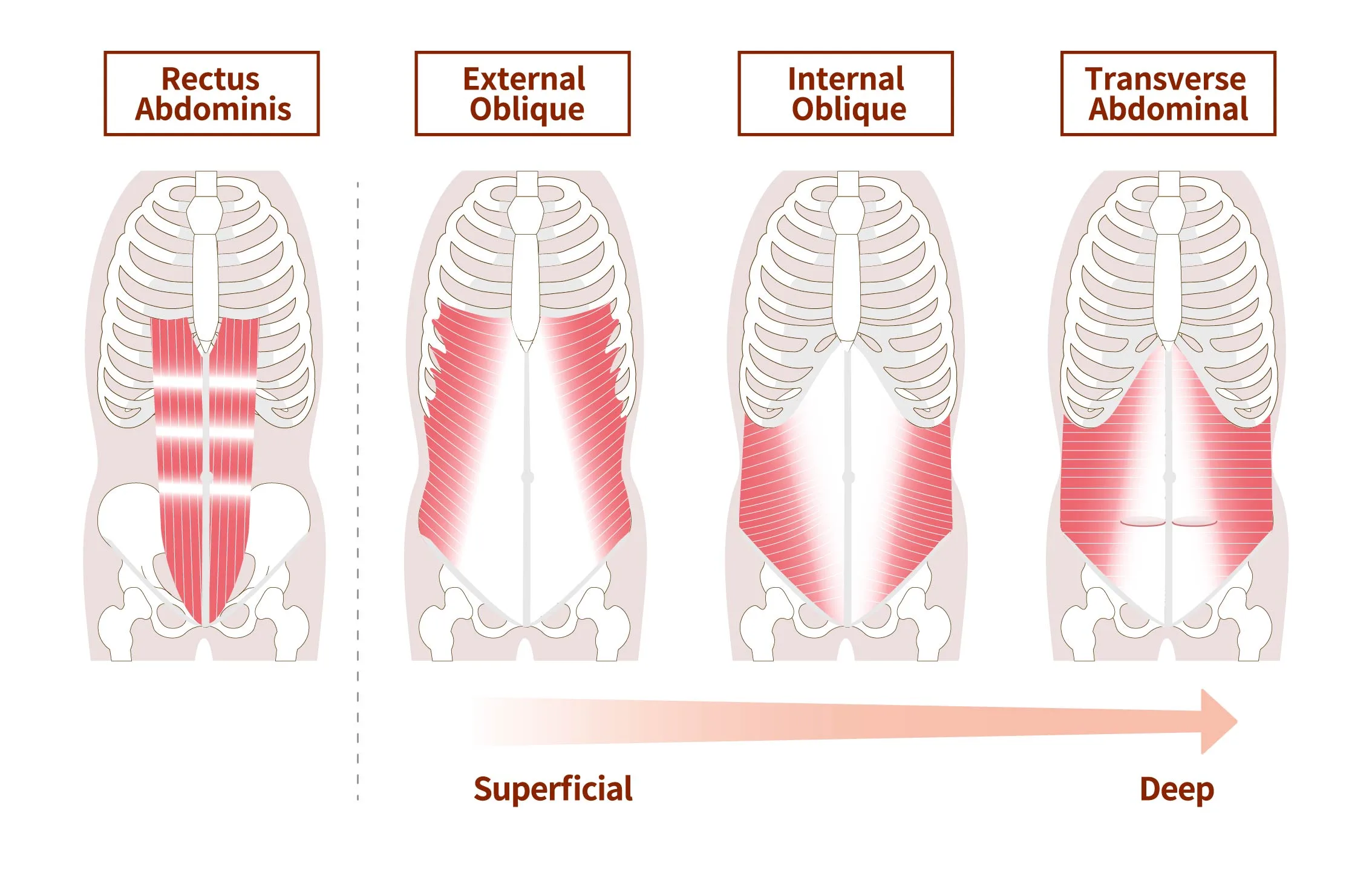 Core and abdominal muscles diagram 