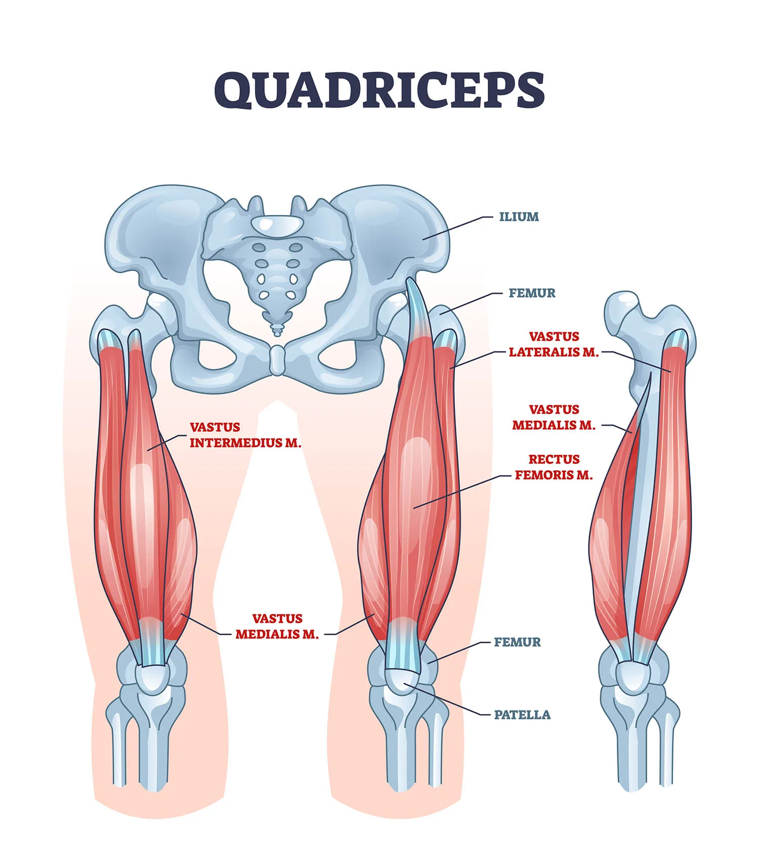 Quadriceps muscle and quads leg muscular or bone anatomy outline diagram. Labeled educational medical scheme with vastus intermedius, medialis, lateralis or rectus femoris location vector illustration