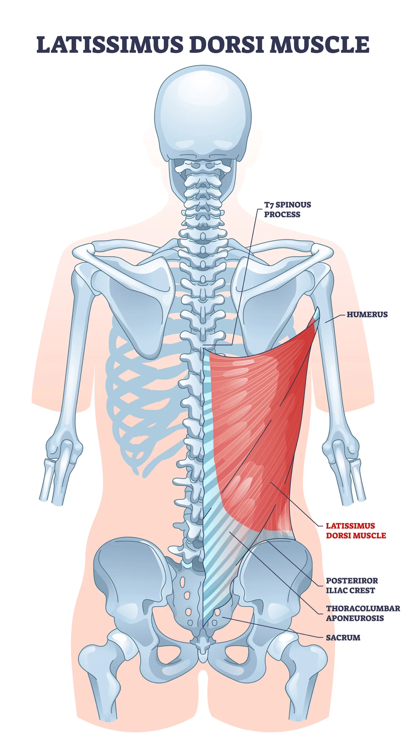 Latissimus dorsi as body side muscle behind human ribcage outline diagram. Labeled educational medical scheme with spinous process, iliac crest or thoracolumbar aponeurosis anatomy vector illustration