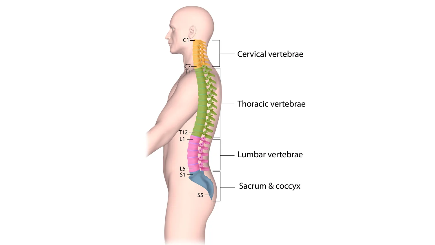 Anatomical drawing showing cervical spine, thoracic spine, and lumbar spine 